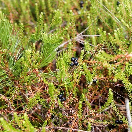 Tv1617-albaek-egernvej-11 * Ålbæk