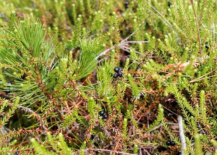 Tv1617-albaek-egernvej-11 * Ålbæk